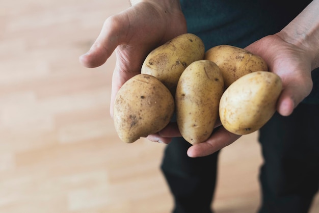 Segurando uma colheita de vegetais de batata fresca crua