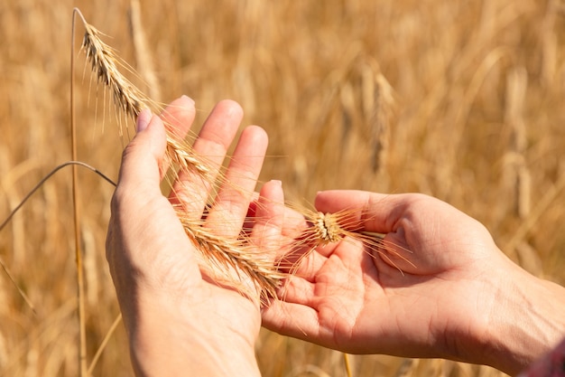 La seguridad alimentaria en el mundo, un problema global, el hambre, los niños deben ayudar, los pobres necesitan comida para vivir, una mano con una gavilla de trigo.