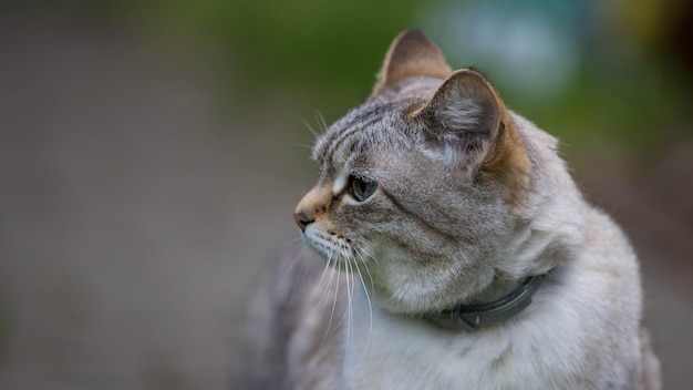 Foto seguridad para gatos al aire libre collar contra pulgas y garrapatas gato británico lindo gato protección contra pulgas y garrapatas