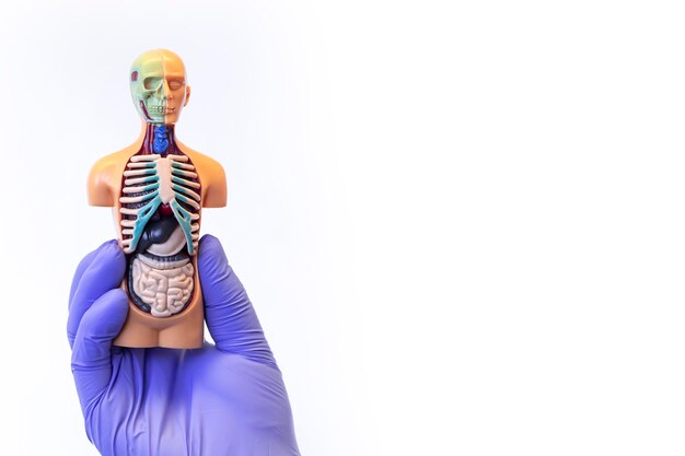 Seguro médico tratamiento de salud chequeo anual modelo anatómico humano con la mano