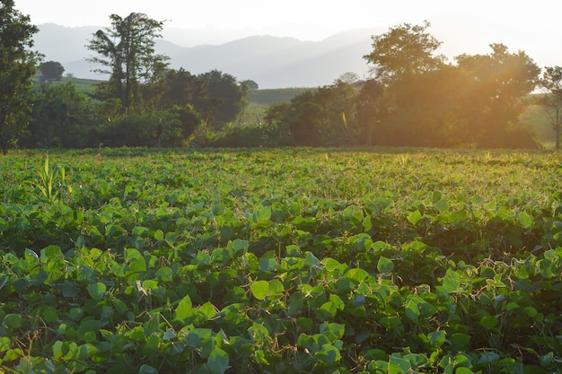 Sehen Sie grüne Bohnen im Garten von Thailand an.