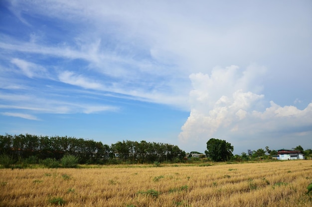 Sehen Sie Landschaftsreisfeld und Wolkengebilde des Himmels mit schönen blauen Wolken und Strahlenbeleuchtung des Sonnenlichts in der Tageszeit in der ländlichen Landschaft von Bangkok-Stadt in Thailand an