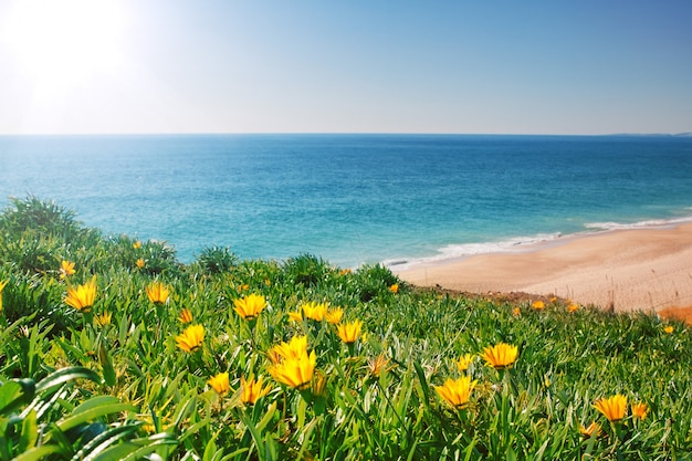 Sehen Sie Seelandschaft mit gelben Blumen und Gras. Portugal, Algarve.
