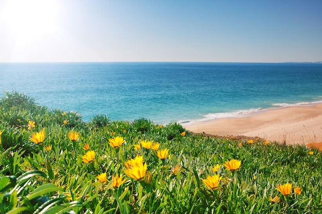 Foto sehen sie seelandschaft mit gelben blumen und gras. portugal, algarve.