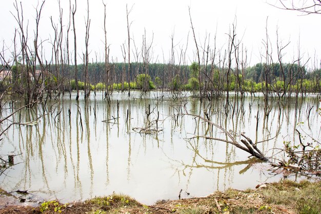 Sehen Sie sich die Landschaft von Bäumen an, die tot und trocken in einem schmutzigen Wasserteich stehen Auswirkungen auf die Umwelt durch Wasser, das mit Chemikalien und Öl in Samut Songkhram Thailand kontaminiert ist