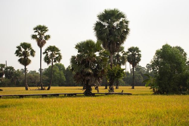 Sehen Sie sich Landschaftsreis- und Wirbelpalmen oder Zuckerpalmen mit Holzbrücke im Reisfeld für Thailänder und ausländische Reisende an, die zu Fuß in die ländliche Landschaft in Pathum Thani Thailand reisen