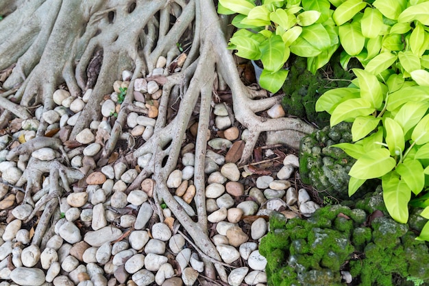 Sehen Sie unter den Bäumen im Garten mit Zweigen der Wurzeln.