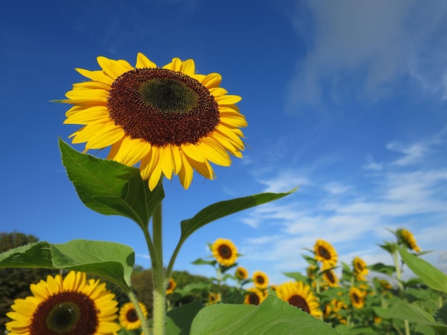 Sehenswürdigkeit des Sonnenblumenfeldes vor blauem Himmel