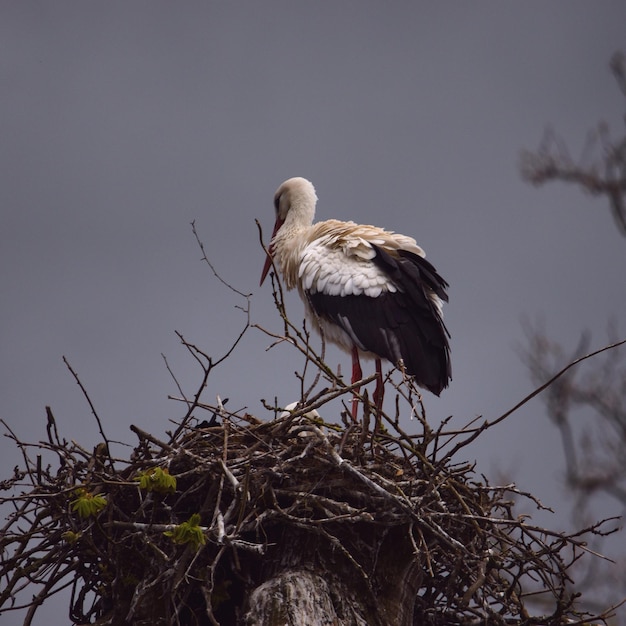 Foto sehenswürdigkeit des weißstorkens im nest