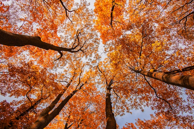 Sehenswürdigkeit von Ahornbäumen im Herbst