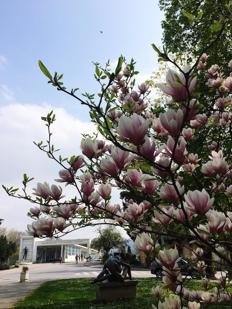 Sehenswürdigkeit von Blumen, die auf einem Baum blühen