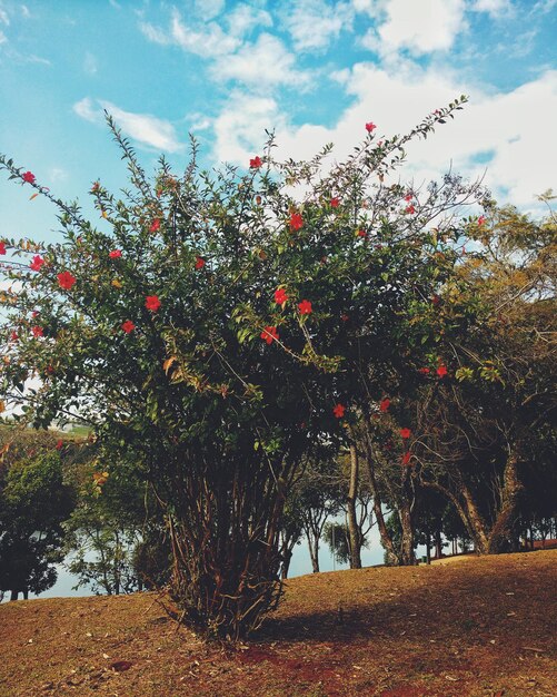 Sehenswürdigkeit von Blumen, die auf einem Baum wachsen