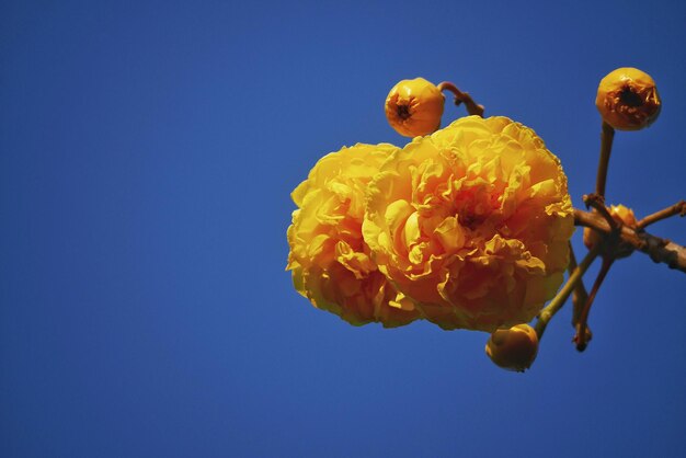 Sehenswürdigkeit von Blumen vor klarem Himmel