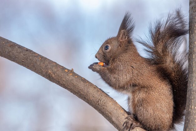 Sehenswürdigkeit von Eichhörnchen auf einem Baum