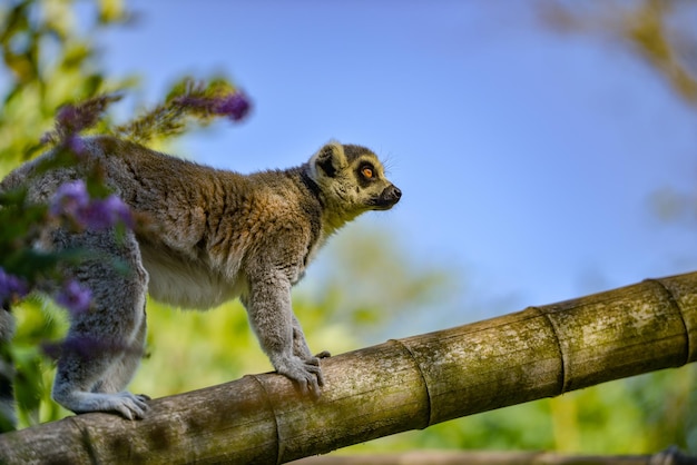 Sehenswürdigkeit von Eichhörnchen auf einem Baumzweig