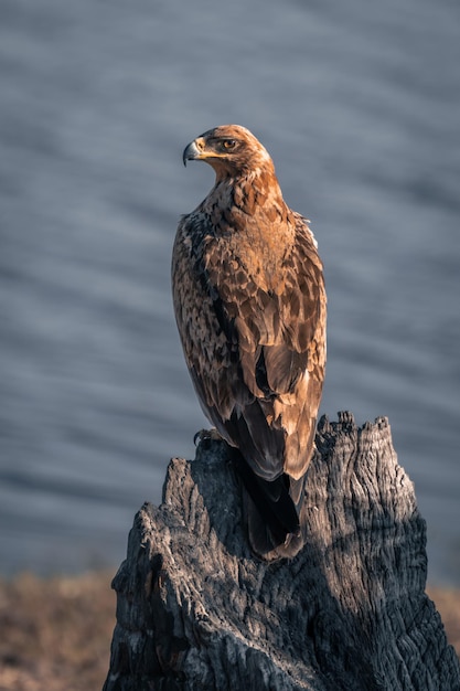 Foto sehenswürdigkeit von einem vogel, der auf einem felsen sitzt