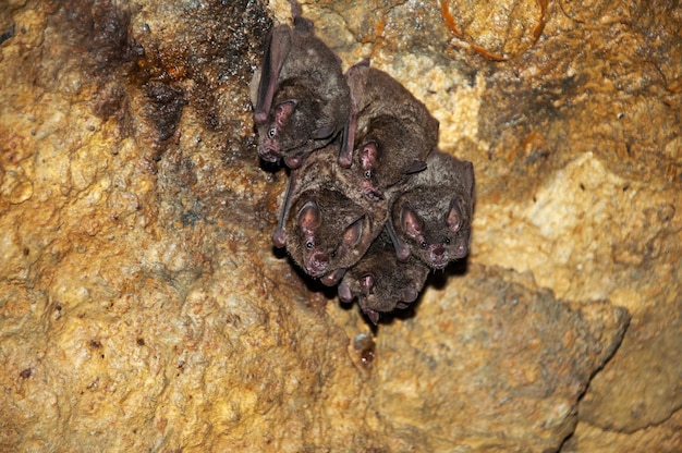 Foto sehenswürdigkeit von fledermäusen, die in einer höhle hängen