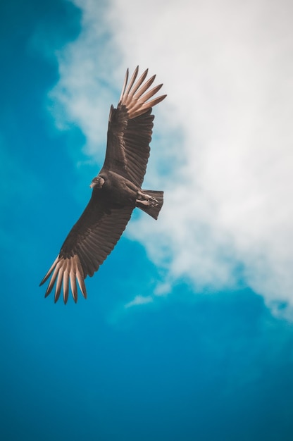 Foto sehenswürdigkeit von möwen, die am himmel fliegen