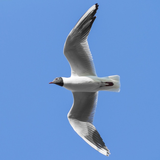 Foto sehenswürdigkeit von möwen, die am himmel fliegen