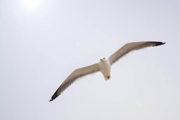 Sehenswürdigkeit von Möwen, die an klarem Himmel fliegen