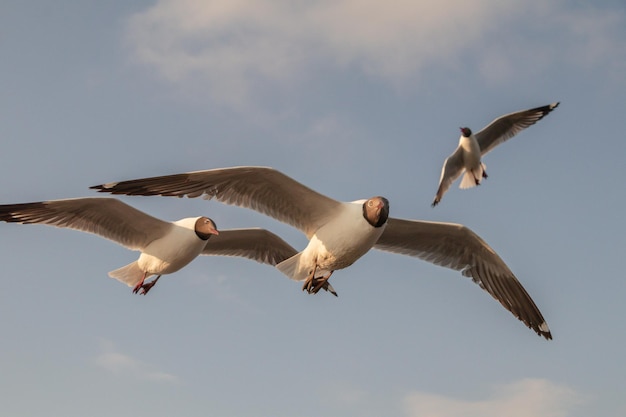 Foto sehenswürdigkeit von möwen, die gegen den himmel fliegen