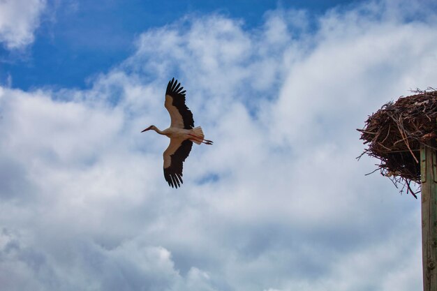 Foto sehenswürdigkeit von möwen, die gegen den himmel fliegen