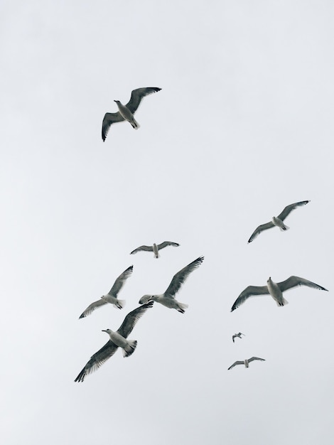 Sehenswürdigkeit von Möwen, die gegen einen klaren Himmel fliegen