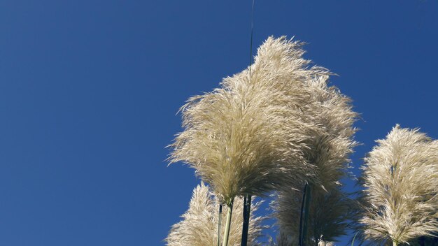 Foto sehenswürdigkeit von pflanzen vor klarem blauem himmel