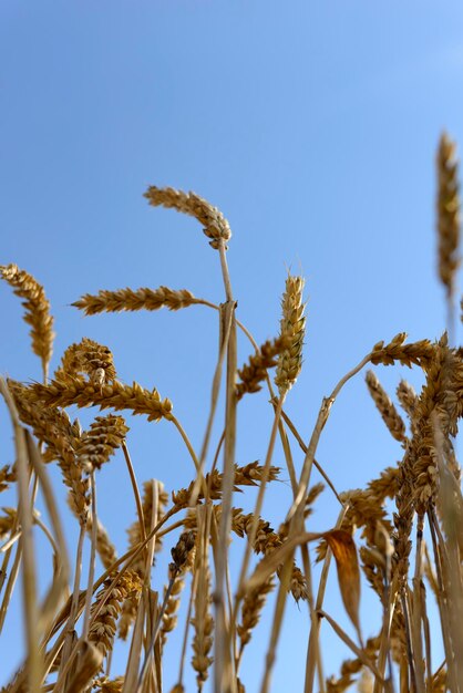 Sehenswürdigkeit von Pflanzen vor klarem Himmel