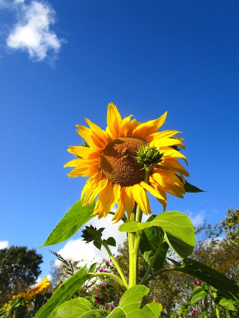 Foto sehenswürdigkeit von sonnenblumen vor blauem himmel