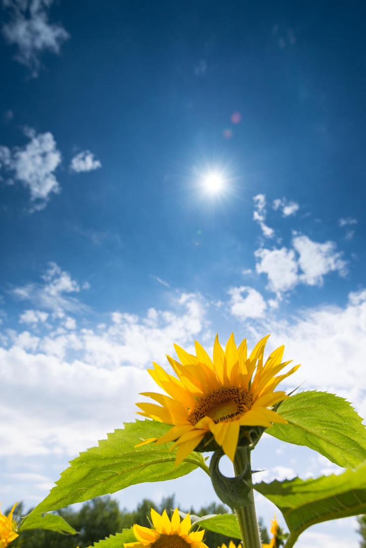 Foto sehenswürdigkeit von sonnenblumen vor dem himmel