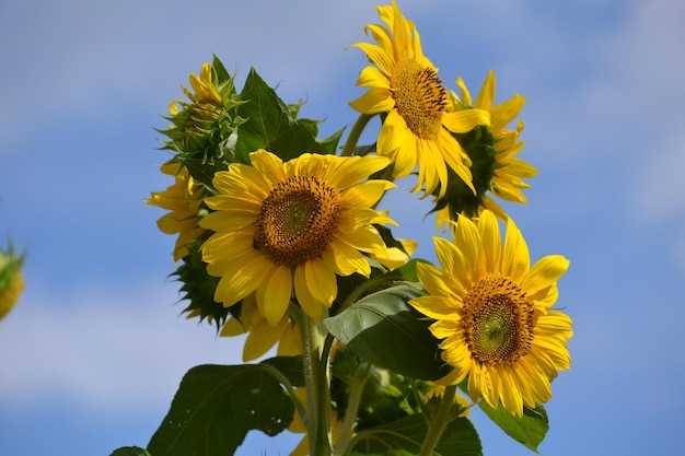 Sehenswürdigkeit von Sonnenblumen vor einem bewölkten Himmel