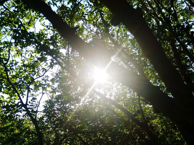 Foto sehenswürdigkeit von sonnenlicht, das durch bäume strömt