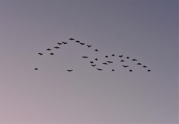 Sehenswürdigkeit von Vögeln, die am Himmel fliegen