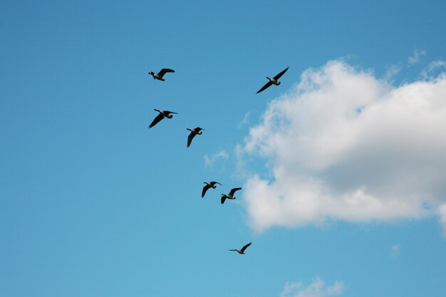 Sehenswürdigkeit von Vögeln, die am Himmel fliegen