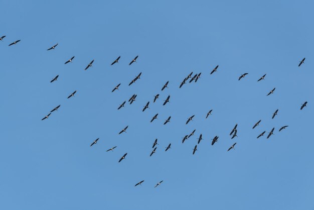 Sehenswürdigkeit von Vögeln, die am Himmel fliegen
