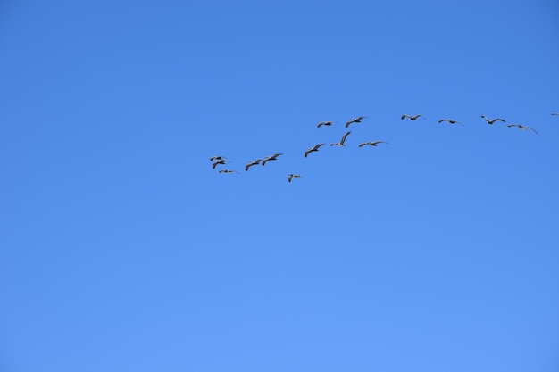 Sehenswürdigkeit von Vögeln, die am Himmel fliegen