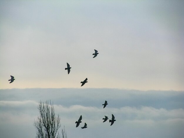 Foto sehenswürdigkeit von vögeln, die am himmel fliegen