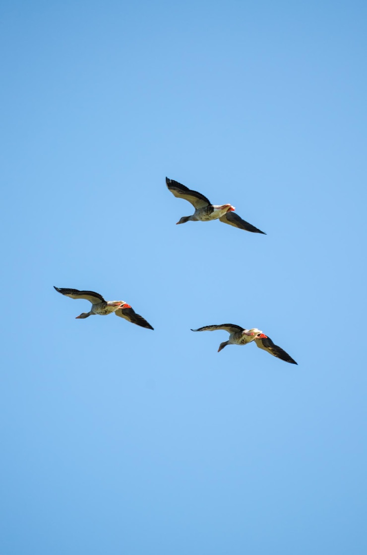 Foto sehenswürdigkeit von vögeln, die am himmel fliegen
