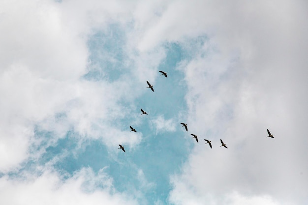 Sehenswürdigkeit von Vögeln, die am Himmel fliegen