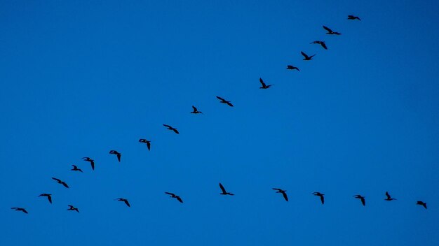 Foto sehenswürdigkeit von vögeln, die gegen den blauen himmel fliegen