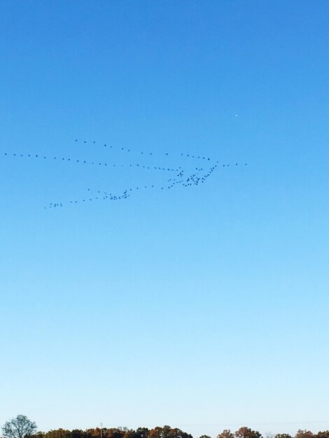 Sehenswürdigkeit von Vögeln, die gegen den blauen Himmel fliegen