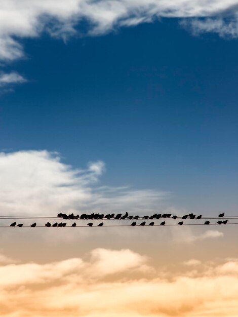 Sehenswürdigkeit von Vögeln, die gegen den Himmel fliegen