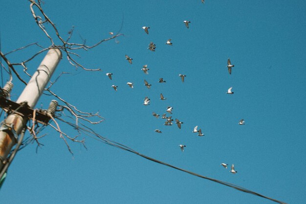 Foto sehenswürdigkeit von vögeln, die gegen einen klaren blauen himmel fliegen