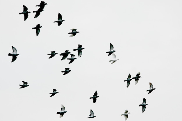 Sehenswürdigkeit von Vögeln, die gegen einen klaren Himmel fliegen