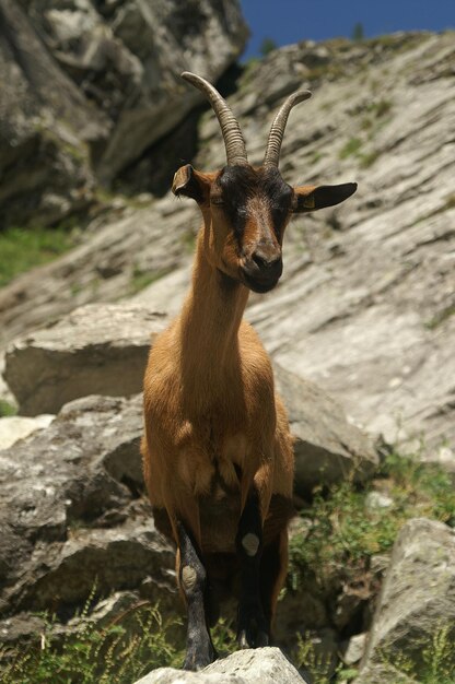 Foto sehenswürdigkeit von ziegen auf einem felsen