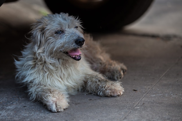 Sehr alter Hund ruht im Schatten