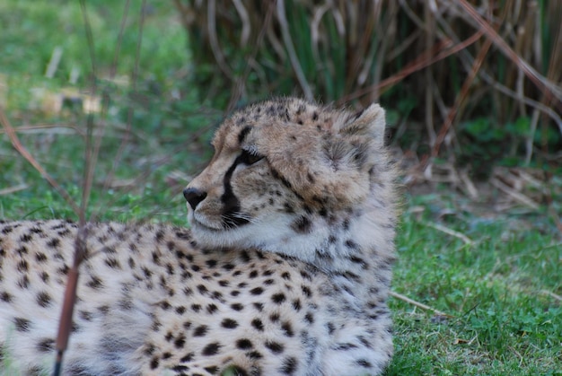 Foto sehr cooler wilder gepard, der herum faulenzt