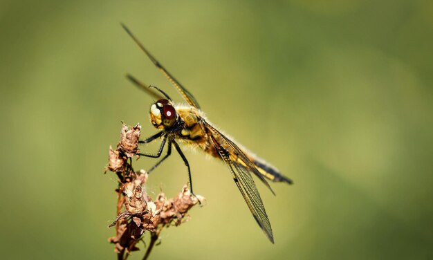 Sehr detailliertes Makrofoto einer Libelle Makro-Aufnahme zeigt Details der Augen und Wi der Libelle