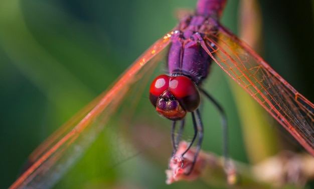 Sehr detailliertes Makrofoto einer Libelle Makroaufnahme zeigt Details der Augen der Libelle